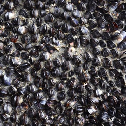 2017-03 New Zealand/Auckland Centenial Park/DSC_0033.JPG